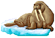walrus on rock